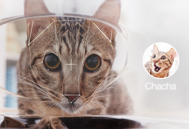 智能猫厕所联合2012晶振的多功能使用喵咪有救了